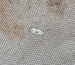 Opostegoides gephyraea