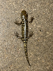 Ambystoma mavortium