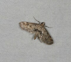 Parapoynx crisonalis