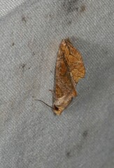 Plusiodonta coelonota