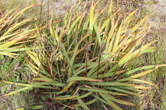 Iris setosa
