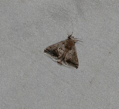 Pygmaeomorpha modesta