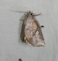 Pterogonia cardinalis