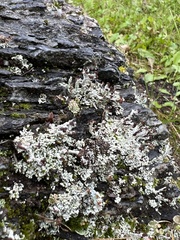 Cladonia cariosa