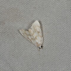 Sericophylla nivalis