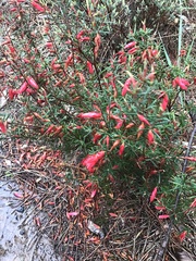 Stenanthera conostephioides