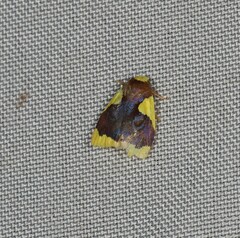 Stenoscaptia fovealis