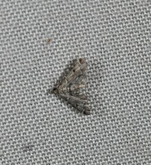 Sufetula hemiophthalma