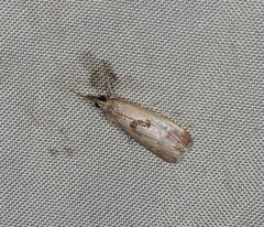 Syntonarcha iriastis