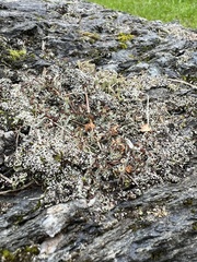 Cladonia cariosa
