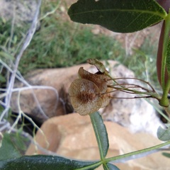 Ptelea trifoliata