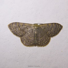 Leptostales pannaria