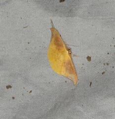 Tridrepana lunulata