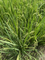Oryza sativa