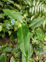 Commelineae