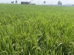 Oryza sativa