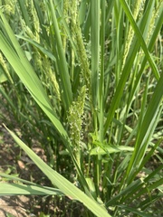 Oryza sativa