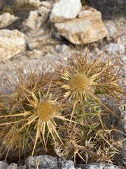 Carlina graeca
