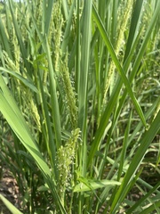 Oryza sativa