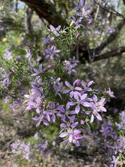 Philotheca salsolifolia