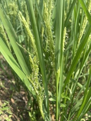 Oryza sativa