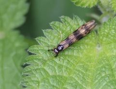 Mystacides longicornis