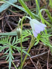Geranium incanum