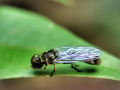 Spheginobaccha