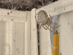 Araneus cavaticus