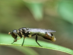 Spheginobaccha
