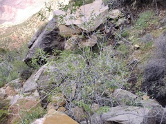 Ptelea trifoliata