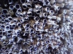 Spirobranchus cariniferus