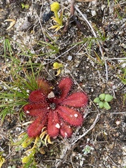 Drosera rosulata
