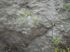 Foeniculum vulgare
