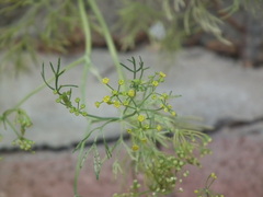Foeniculum vulgare