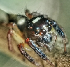 Salticinae