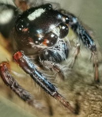 Salticinae