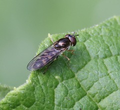 Platycheirus scutatus