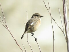 Saxicola maurus