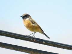 Saxicola maurus