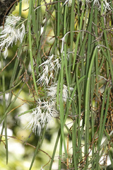 Dendrobium teretifolium