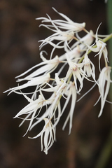 Dendrobium teretifolium
