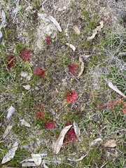 Drosera rosulata