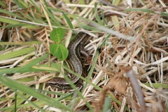 Oligosoma