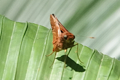 Cephrenes augiades