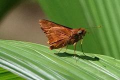 Cephrenes augiades