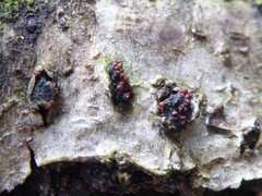 Nectriaceae