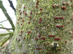 Nectriaceae