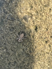 Menemerus bivittatus