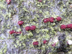 Nectriaceae